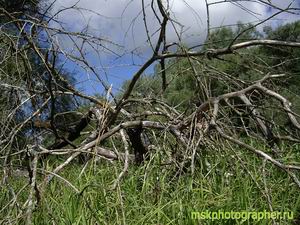 Углежоги из Толоконцева