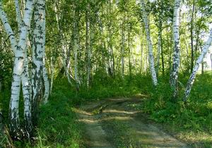 Укусы клещей в Омске Укусы клещей в Омске