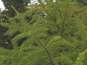 Немецкие окна из омской лиственницы