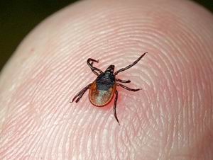 Со страховкой на клеща выйду без испуга