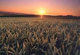 Опытные поля СибНИИСхоза (С) www.lib.okno.ru