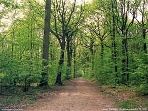 Зеленая жертва