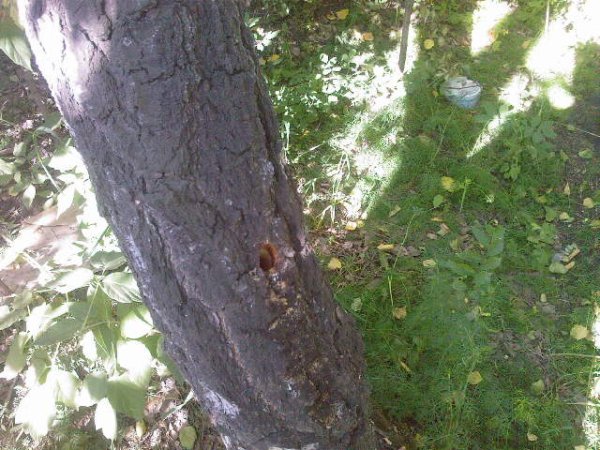 Яд вливался через специально просверленные отверстия