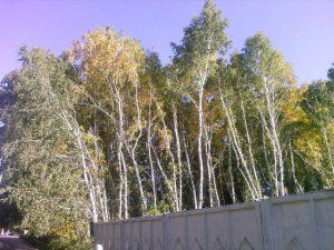 Некому березки защитить