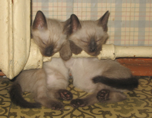 (С) www.cats-house.com