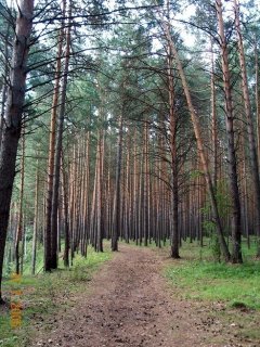 Вот лесу радости привалит...