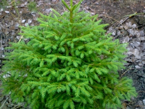 Под самый корешок