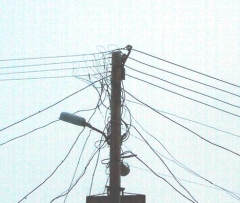 А монополист слушает