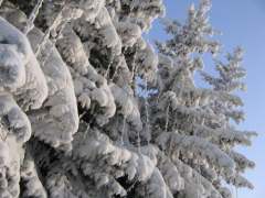 (c) www.foto.krasnoturinsk.ru