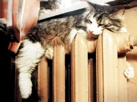 Не навредить погоде в доме