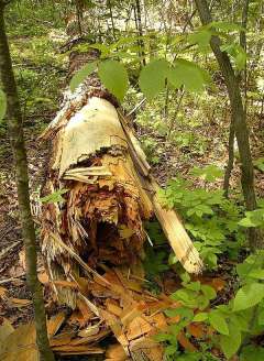 Обустройство методом валки
