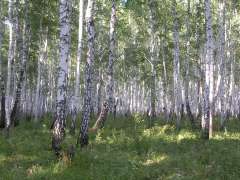 (С) katpop.narod.ru