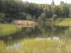 Пересыхающий пруд в Октябрьском парке