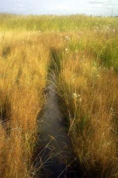 Природный парк "Птичья гавань" в Омске