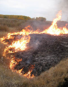 Пожар в лесу, поселок Красная Тула Омского района