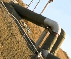 Брошенных пристроили