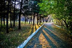 Мои леса - моё богатство