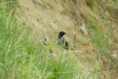 земля под застройку жилья в Омске