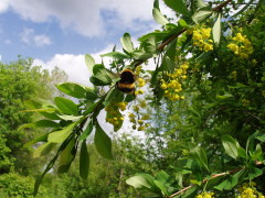 Омский областной дендрологический сад
