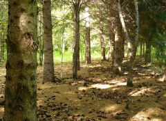 Омская область