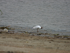 Строительство детского комплекса в парке Птичья гавань