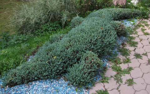 Омский дендрологический сад