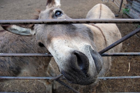 Большереченский зоопарк в Омской области