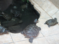 Станция юннатов в Омской области