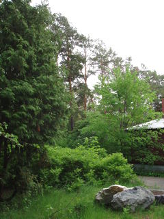 Озеленение в Омске