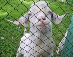 АгроОмск-2012