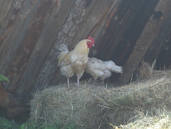 Пожары в Омской области