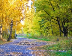 Областной дендрологический сад в Омске