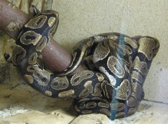 Происшествие в Омске