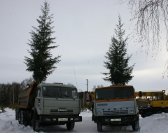 Елки в Омске